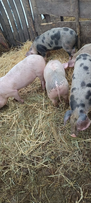 purcei de vânzare  - imagine 2