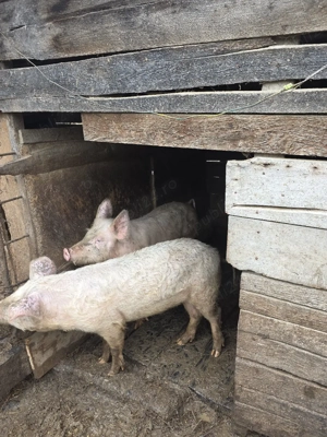 Vand Purceii de  6 luni    50 kg