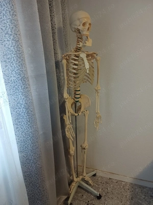 vand schelet uman din material plastic