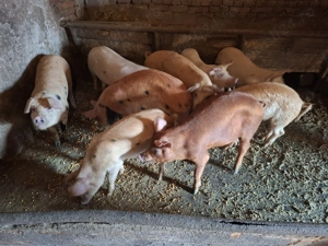 vand purcei - imagine 2