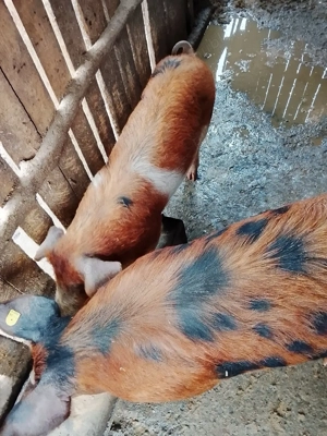 grasune de vânzare  - imagine 3