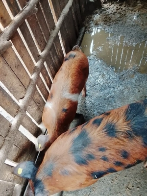 grasune de vânzare  - imagine 2