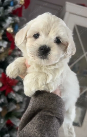 bichon doua luni  cu microcip 