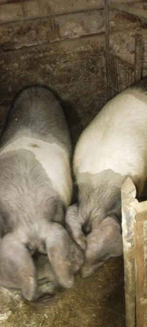 de vânzare  - imagine 2