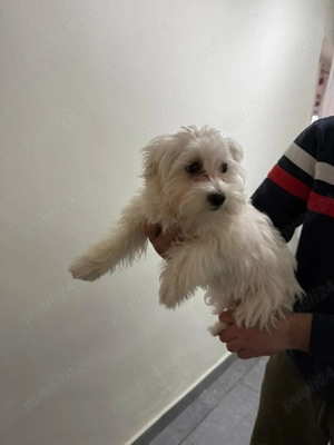 De vinzare bison maltez 1fetită  - imagine 2