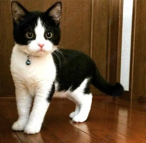 British bicolor frumosi - imagine 2