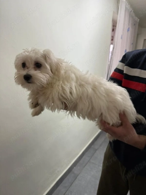 De vinzare bisoni maltezi 2femele 