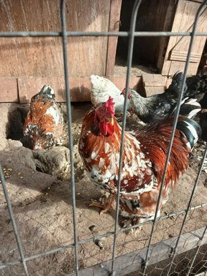 cocoș brathma porțelan  - imagine 4