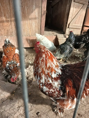 cocoș brathma porțelan  - imagine 2