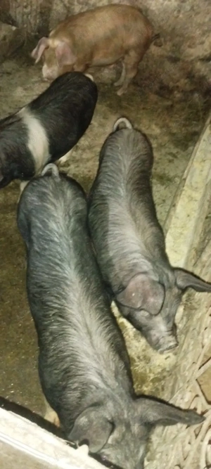 șoldani de vânzare  - imagine 2