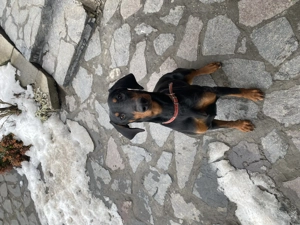 Donez catelusa doberman