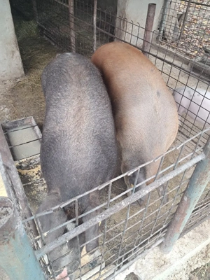 Vând porc de țară! - imagine 2