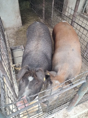 Vând porc de țară! - imagine 3