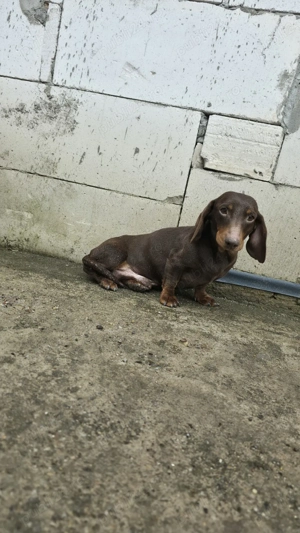 Mascul Teckel  - imagine 3