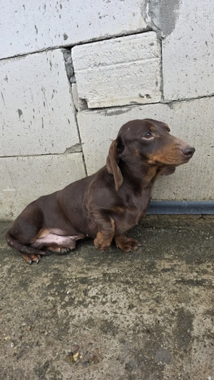 Mascul Teckel  - imagine 2