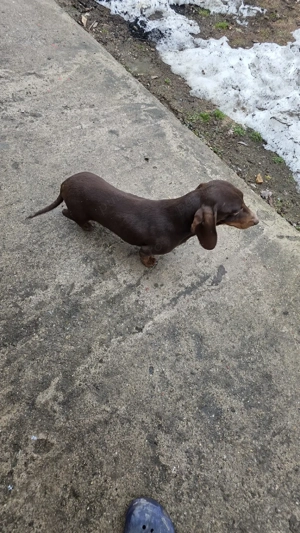 Mascul Teckel  - imagine 4