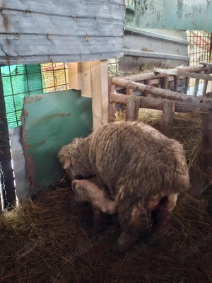 de vânzare 2 oi fatate - imagine 2