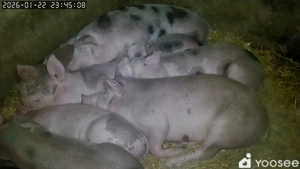 Șoldani 4buc disponibili - imagine 2