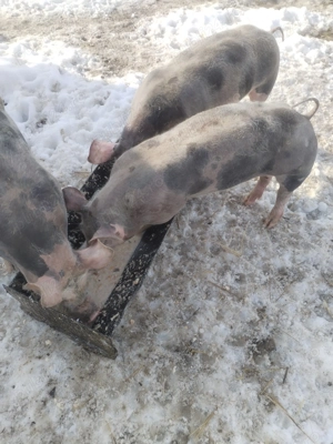 Vând porci 59 60kg - imagine 3