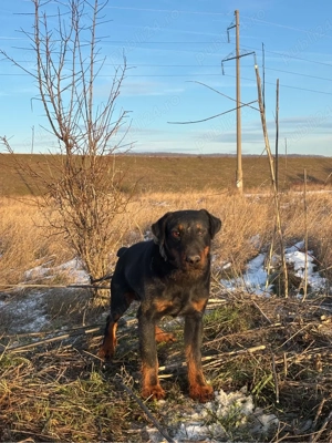 Jagd terrier jagdterrier - imagine 2