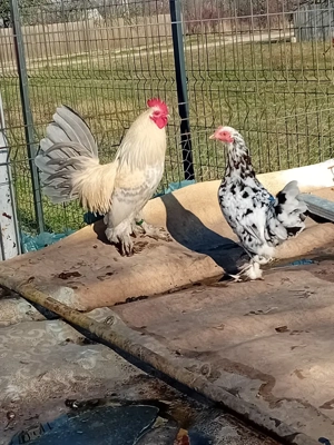 pereche mii de flori