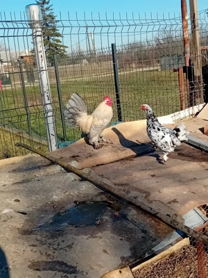 pereche mii de flori - imagine 3