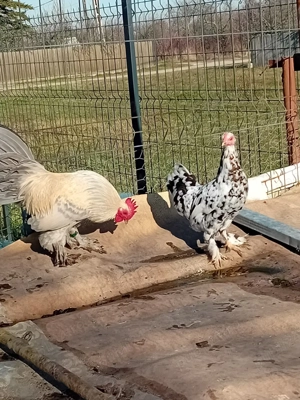 pereche mii de flori - imagine 2