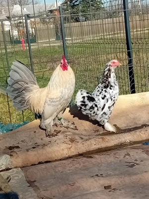 pereche mii de flori - imagine 5