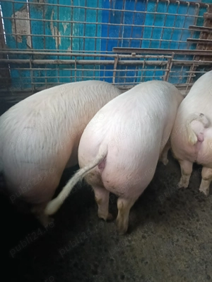 Vând porci 170-200 kg - imagine 4