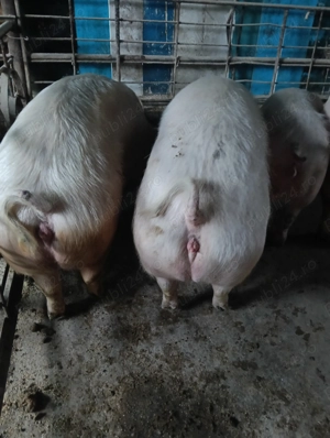 Vând porci 170-200 kg - imagine 2