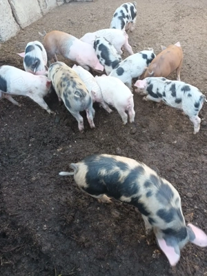 Vând grasuni la 4 luni - imagine 5