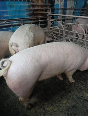 Vând porci 170-200 kg - imagine 5