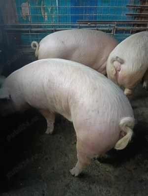 Vând porci 170-200 kg - imagine 3