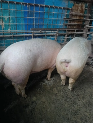 Vând porci 170-200 kg