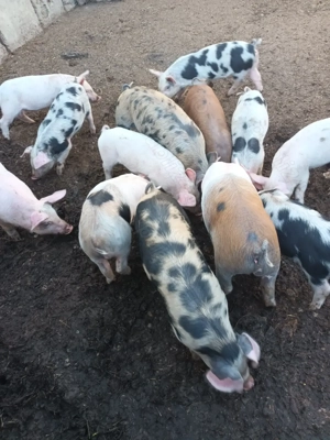 Vând grasuni la 4 luni - imagine 3