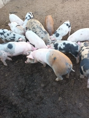 Vând grasuni la 4 luni - imagine 2