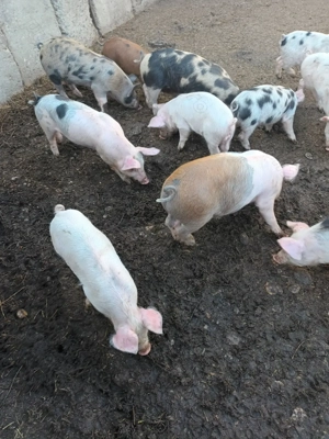 Vând grasuni la 4 luni - imagine 4