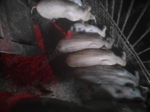 purcei de vânzare  - imagine 3