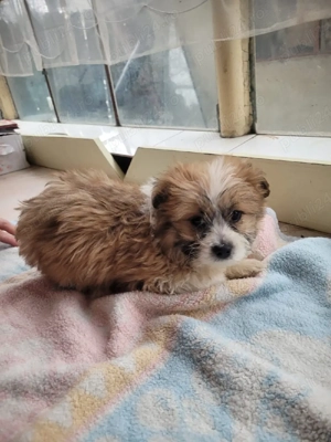 Bishoni frumoși  - imagine 2