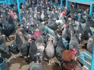 Gospodăria Igriș: Pui de Vânzare și Servicii de Incubație Serie Martie 2026 - imagine 2