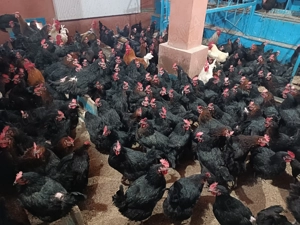 Gospodăria Igriș: Pui de Vânzare și Servicii de Incubație Serie Martie 2026 - imagine 4