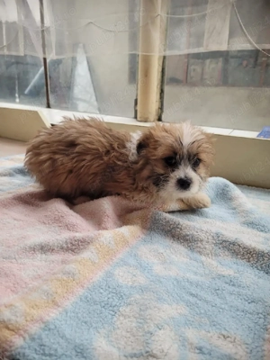 Bishoni frumoși  - imagine 5