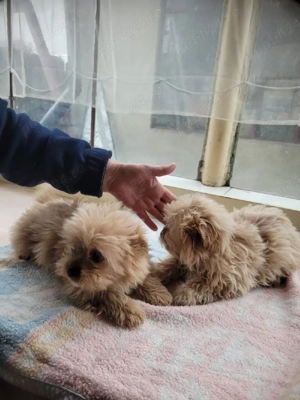 Bishoni frumoși  - imagine 4