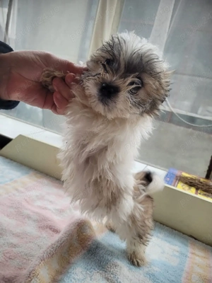 Bishoni frumoși  - imagine 3