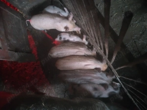 purcei de vânzare  - imagine 2