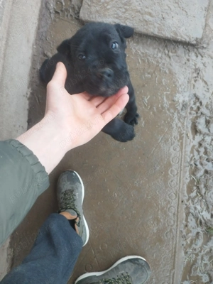 Catelusi cane corso - imagine 2