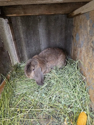 iepuroi berbec german de monta  - imagine 5