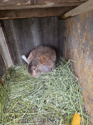 iepuroi berbec german de monta  - imagine 4