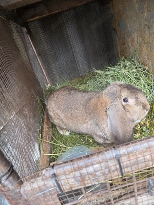 iepuroi berbec german de monta  - imagine 3