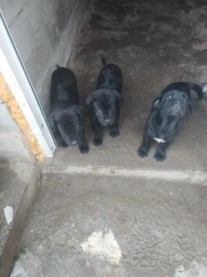 Catelusi cane corso - imagine 3